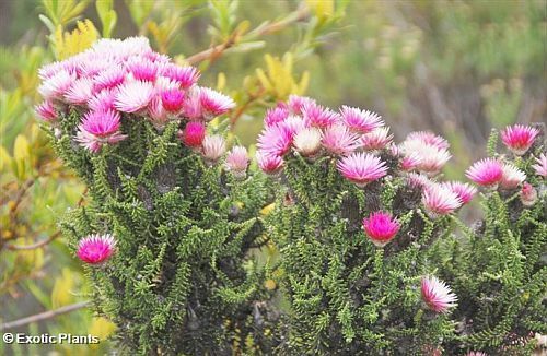 Phaenocoma prolifera rote Strohblume Samen