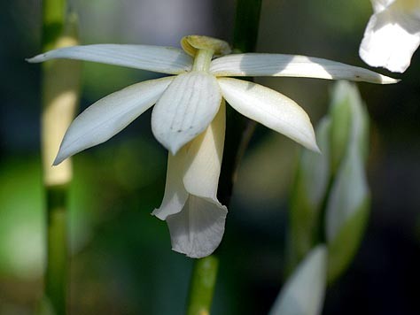 Phaius tankervilleae alba Orchideen Samen