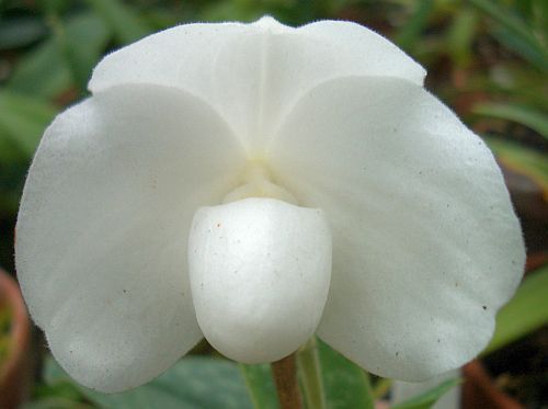 Phalaenopsis niveum orquídea semillas