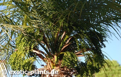 Phoenix roebelenii Palmera enana, Palmera pigmea, Palmera robeleni semillas