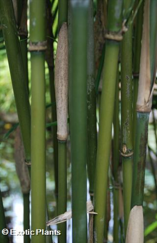 Phyllostachys aurea Phyllostachys graines