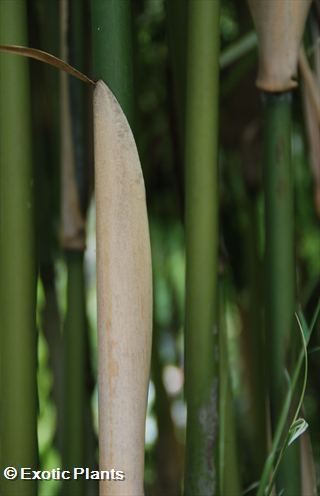 Phyllostachys aurea  semi