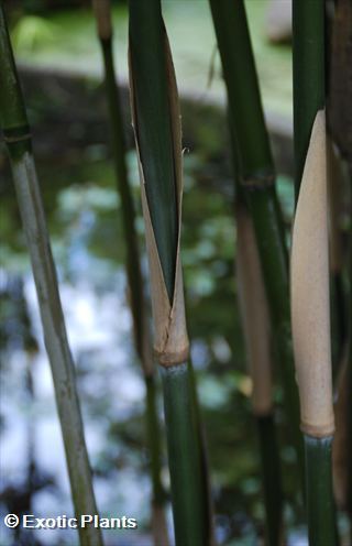 Phyllostachys aurea Phyllostachys Samen