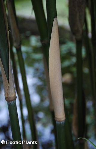 Phyllostachys aurea Phyllostachys Samen