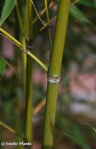 Phyllostachys glauca Yunzhu Bambus Samen