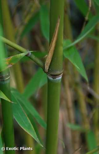 Phyllostachys glauca Yunzhu bambou graines
