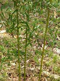 Phyllostachys heteroclada bambú de agua semillas