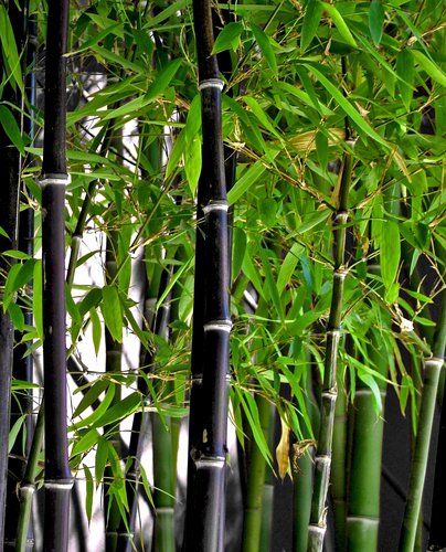 Phyllostachys nigra Schwarzrohrbambus - schwarzer Bambus Samen