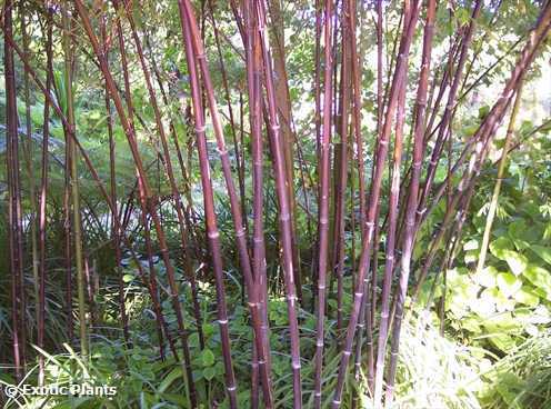 Phyllostachys nigra Schwarzrohrbambus - schwarzer Bambus Samen