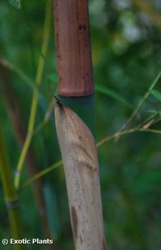 Phyllostachys vivax bambou graines