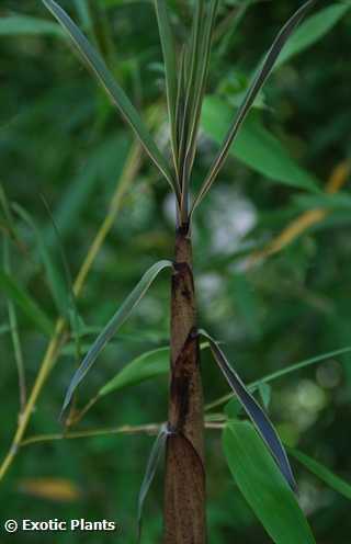 Phyllostachys vivax bambou graines