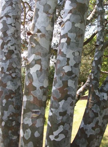 Pinus bungeana Pin napoléon - bonsaï graines