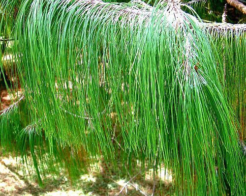 Pinus patula pino mexicano llorón semillas