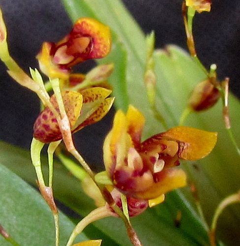 Pleurothallis hypinicola orchidées graines