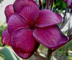 Plumeria Blurapa Frangipani - Wachsblume Samen
