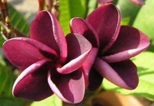 Plumeria rubra Mai Thai Frangipani - Wachsblume Samen