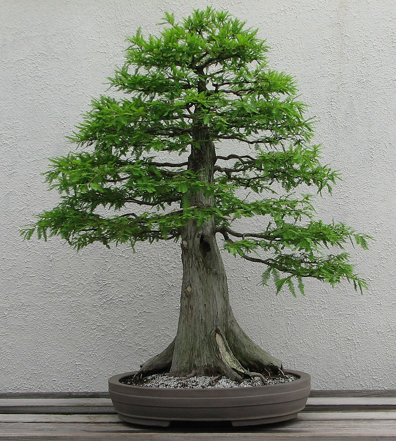 Podocarpus falcatus Podocarpus Samen