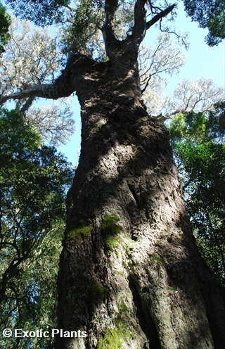 Podocarpus falcatus Palo amarillo hojas de hoz semillas