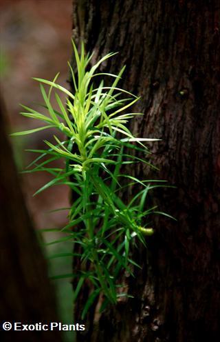 Podocarpus falcatus bastard yellowwood, outeniqua graines