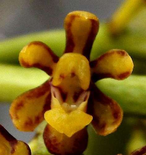 Pomatocalpa latifolium Orchidee Samen