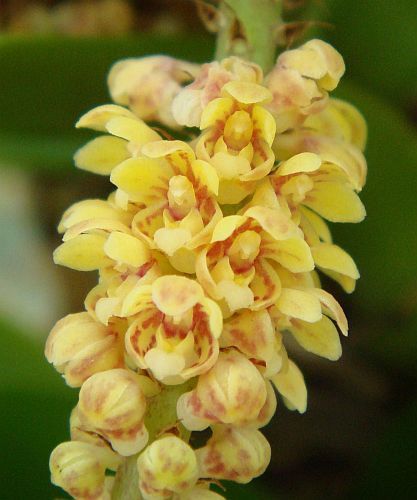Pomatocalpa spicata orquídea semillas