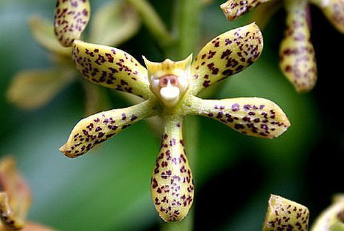 Prostechea vespa orquídea semillas