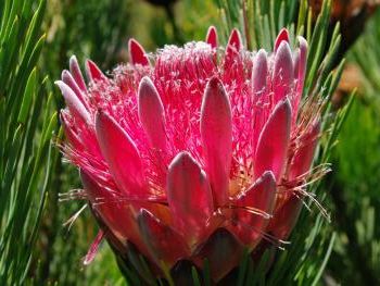 Protea aristata Ladismith Zuckerbusch Samen