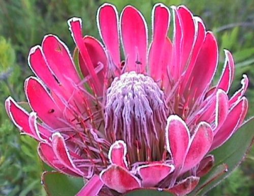 Protea compacta  semillas