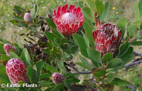 Protea compacta  semi