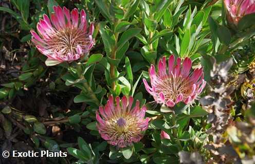 Protea compacta  semi