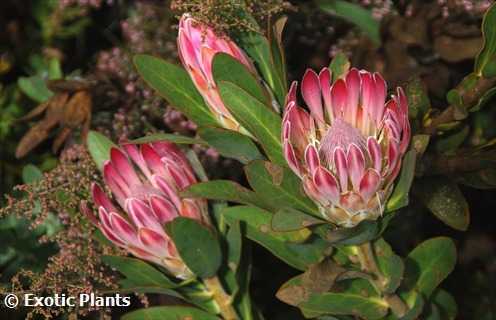 Protea compacta  semillas