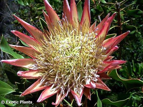 Protea cynaroides rey de Protea semillas