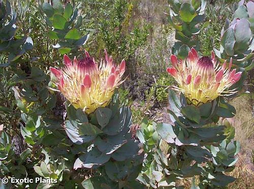 Protea eximia arbusto azucarado de hojas anchas semillas