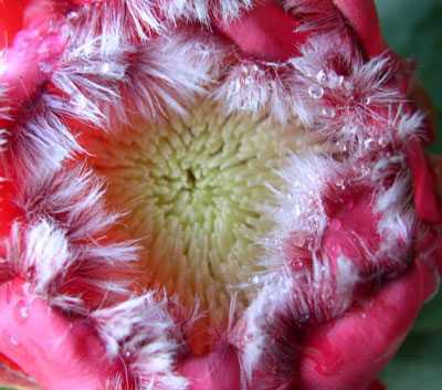 Protea grandiceps arbusto azucarado rojo semillas