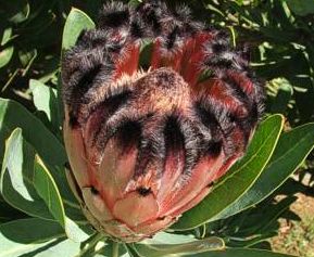 Protea laurifolia Protée barbu graines