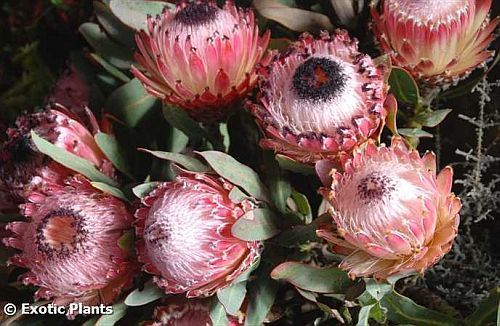 Protea magnifica reina de Protea semillas
