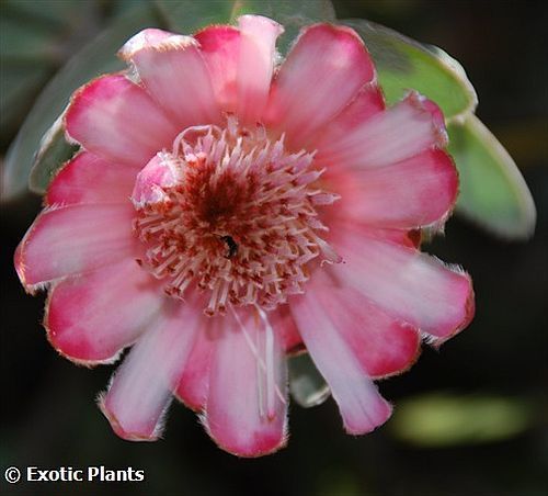 Protea mundii Protea - Zuckerbusch Samen