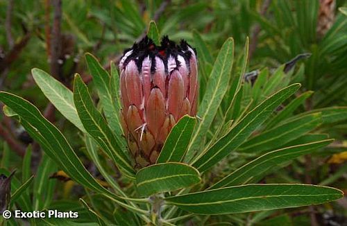 Protea neriifolia Oleander Protea Samen