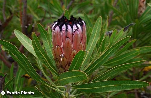 Protea neriifolia adelfa de Protea semillas