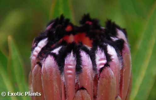 Protea neriifolia Протея олеандролистная 
 Семена