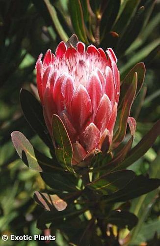 Protea obtusifolia piedra caliza de Protea semillas