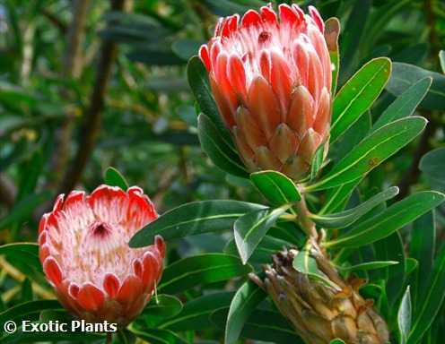Protea obtusifolia Протея обоженнолистная Семена