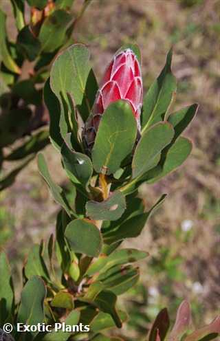 Protea obtusifolia calcare Protea semi