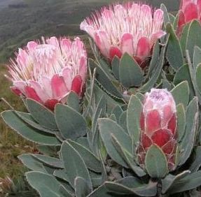 Protea subvestita Protea graines