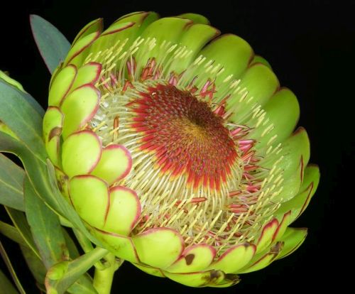 Protea sulphurea  semi