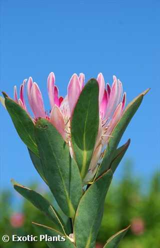 Protea susannae Protea - Zuckerbusch Samen