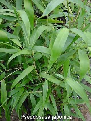 Pseudosasa japonica bambou graines