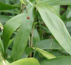 Pseudosasa japonica  semillas