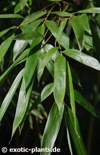 Pseudosasa japonica  semillas