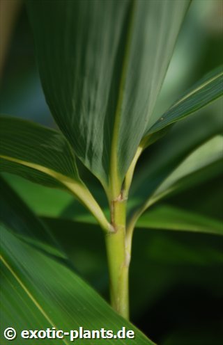 Pseudosasa japonica  semi